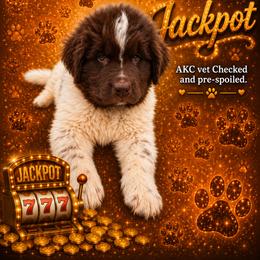 Jackpot - White and brown male Newfoundland puppy in North Manchester, Indiana from Gables Homegrown Pawprints