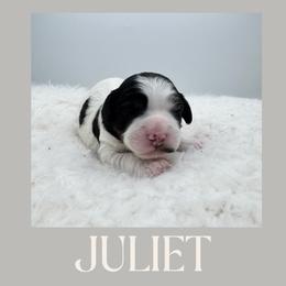 Juliet - Tri-color female Cavapoo puppy in Awendaw, South Carolina from LierChonPoo
