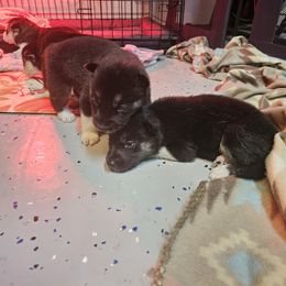Siberian Husky Puppies from Siberian huskies Kennesaw GA