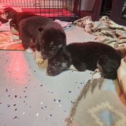 Siberian Husky Puppies from Siberian huskies Kennesaw GA