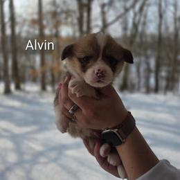Alvin - Red and white male American Corgi puppy in Centerville, Tennessee from Katerina's American Corgis