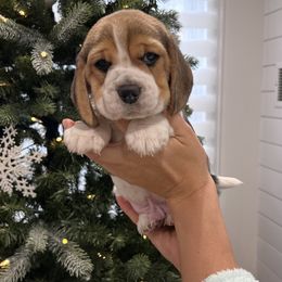 Peanut - Black red and white male Beagle puppy in Chattanooga, Tennessee from Banashko's Beagles