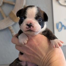 Brindle boy 4 - Brindle and white male Boston Terrier puppy in Oak Hills, California from All American Boston Terriers