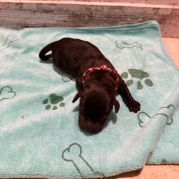 Liko - Black female Labrador Retriever puppy in Carriere, Mississippi from Cajun Water Retrievers