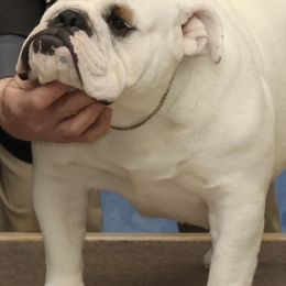 Bulldogs from Cash's Bull Babies