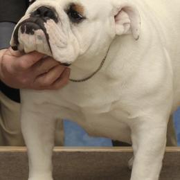 Bulldogs from Cash's Bull Babies
