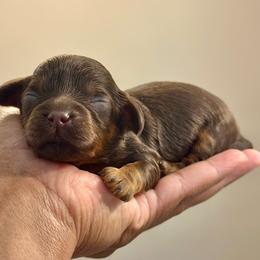 Purple Collar - Chocolate female Cavapoo puppy in Palm Beach County, Florida from Benji’s Cockapoos