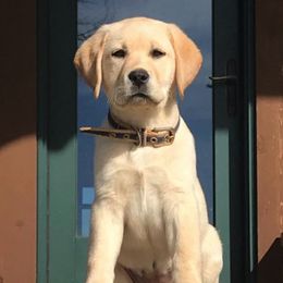 Labrador Retriever Puppies from BOI Gulf Coast Labradors