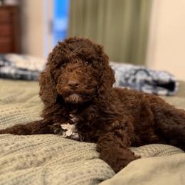 Juniper - Chocolate female Goldendoodle puppy in Redmond, Oregon from Bourbon and Lace Doodles