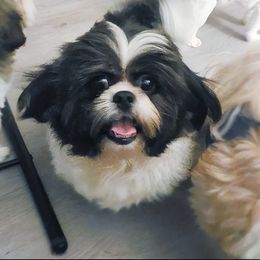Halle B - Shih Tzu