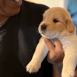 Navigator - Light golden male Golden Retriever puppy in Warrenton, Virginia from Four Lochs LLC