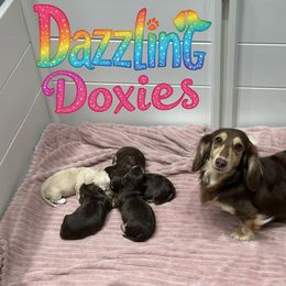 Dachshund and French Bulldog Puppies from Dazzling Frenchies and Doxies