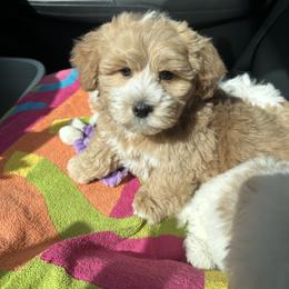 Hermes - Apricot male Maltipoo puppy in Deming, Washington from Heavenly Puppies to Love