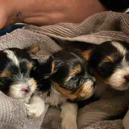 Biewer Terrier, German Shepherd, and Yorkshire Terrier Puppies from Mark Carfagno's Pups