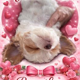 Cavapoo puppies from Dune Pack Doodles and Poodles