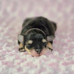 Mabel - Salt and pepper female Miniature Schnauzer puppy in Ely, Nevada from Great Basin Miniature Schnauzers