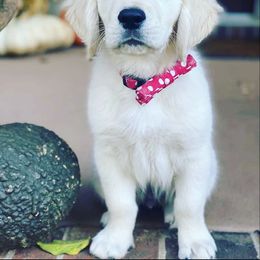 Golden Retriever Puppies from Southland Goldens