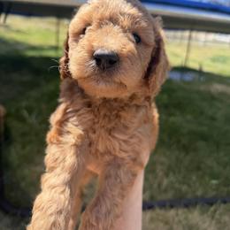 Goldendoodle and Labradoodle Puppies from California Double Doodles