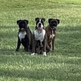 Boxers from BB’S BOXERS