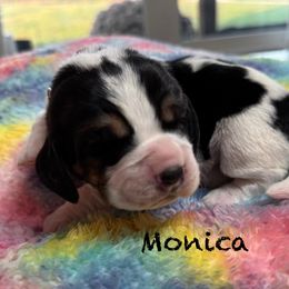 Monica - Black white and tan female Basset Hound puppy in Richmond, Kentucky from Walters Hollow Hounds