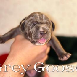 Grey Goose - Gray brindle male Cane Corso puppy in Jacksonville, North Carolina from Cor Dei Cane Corso
