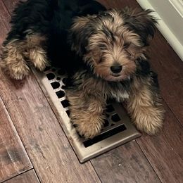 Assorted Doodle Crosses, Double Doodle, Maltipoo, Morkie, and Yorkipoo Puppies from Danza Bolo