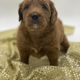 Goldendoodle Puppies from Dapper Doodles of Tennessee