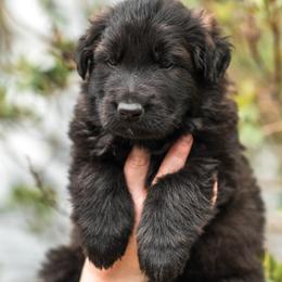 Azar - Black male German Shepherd puppy in Berwick, Maine from Vom Rindahaus Shepherds