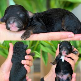 Drew - Phantom male Poodle puppy in Yuciapa, California from AlltheDoodlez_