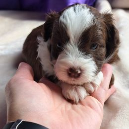 Girl 1 - Aussiedoodle puppy from Brittany's Brats