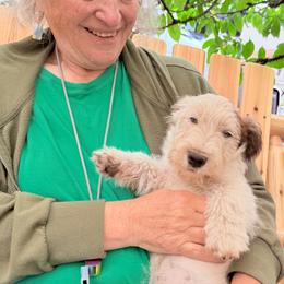 Moss - White and tan male Russell Terrier puppy in Portland, Oregon from Mountain Ash Farms