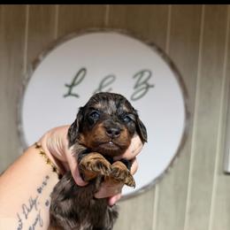 Shimmer - Dapple female Dachshund puppy in Maidsville, West Virginia from L&B Lowriders