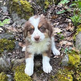Liam - Red tri-color male Australian Shepherd puppy in Grants Pass, Oregon from Carmel Mountain Aussies