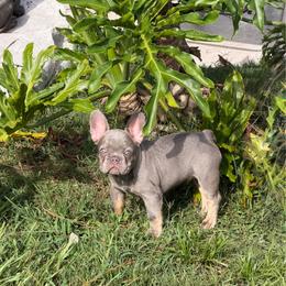 Lars - Liver male French Bulldog puppy in Palm Coast, Florida from Calypso Island French Bulldogs