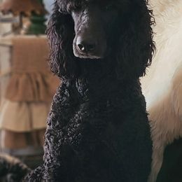 Double Doodles, Goldendoodles, and Labradoodles from The Doodle Ranch-California