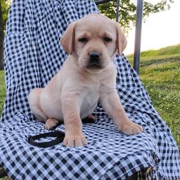 Cole - Yellow male Labrador Retriever puppy in Archer Lodge, North Carolina from Archer Lodge Labradors