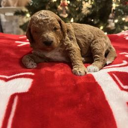 Boy 1 - Apricot male Goldendoodle puppy in Bucyrus, Missouri from Hill Top Pomskies