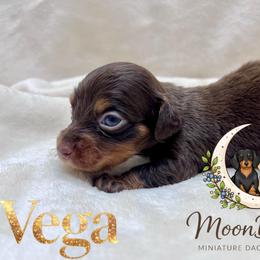 Vega AKC-CKC - Chocolate and tan female Dachshund puppy in Tecumseh, Oklahoma from MoonBerry Miniature Dachshunds