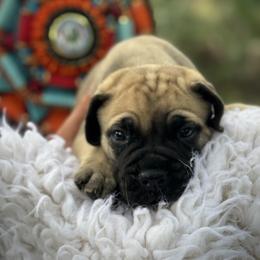 Bullmastiff Puppies from Olga Contant