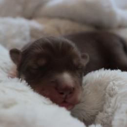 Saffron - Brown and white female Siberian Husky puppy in Bly, Oregon from Hill Top Huskies