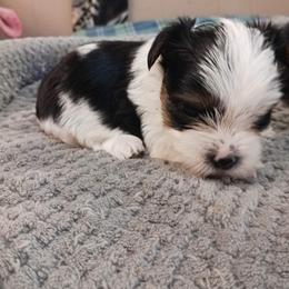 Yorkshire Terrier Puppies from Paw-Perfect Palace