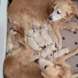 Golden Retriever Puppies from Sims Golden Retrievers