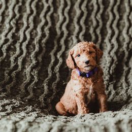Poodle Puppies from Peterson Poodles