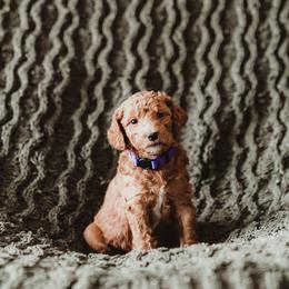 Poodle Puppies from Peterson Poodles