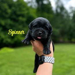 Spinner - Black female Labrador Retriever puppy in Lenoir, North Carolina from Wooten Retrievers