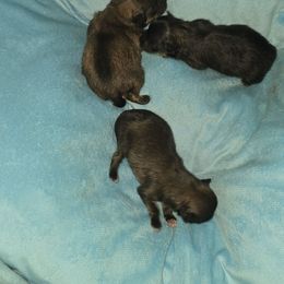 Girl 1 - Red sable female Pomeranian puppy in Meherrin, Virginia from Traveling Poms