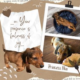 Papillons from Okie Puppies