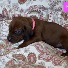 Hot Pink - Red female Redbone Coonhound puppy in Shreveport, Louisiana from BAFERD Kennels