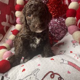 Poodle Puppies from The Stone’s Poodles