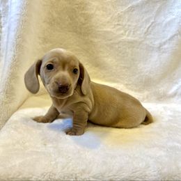 Rob - Red male Dachshund puppy in Stilwell, Oklahoma from Mountain Top Dachshunds